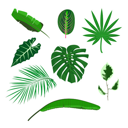 Set of tropical leaves on white background. Flat design vector illustration. Vectorのイラスト素材