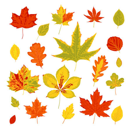 Big set of bright realistic autumn leaves. Isolated on a white background. Flat style design. Vector illustrationのイラスト素材