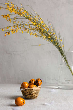 Easter quail eggs yellow on a gray background with a free place