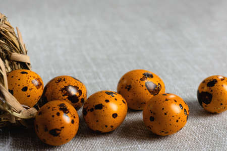 Easter quail eggs yellow on a gray background with a free placeの写真素材