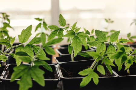 Growing organic vegetable seedlings and seedlings with your own hands. young plants.の写真素材