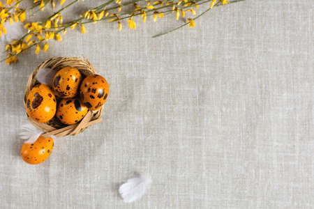 Easter quail eggs yellow on a gray background with a free placeの写真素材