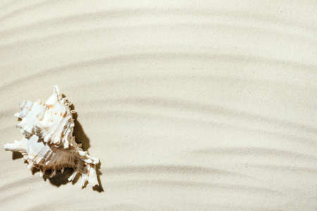 Background of light beach sand and a shadow from a palm tree with a place for text.の写真素材