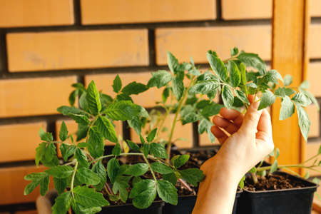 Growing organic vegetable seedlings and seedlings with your own hands. young plants.の写真素材