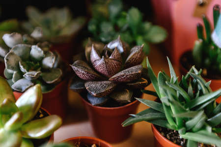 Beautiful green and juicy succulents in pots for the home.の写真素材
