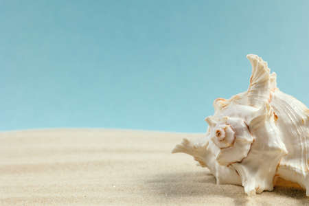 Background of light beach sand and a shadow from a palm tree with a place for text.の写真素材