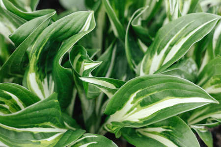 Juicy green bright leaf for medicine and industry green background.の写真素材