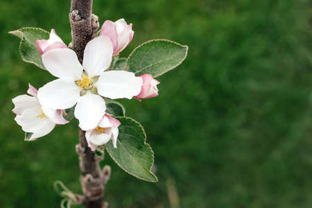 Apple tree flowers on a green background.