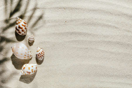 Background of light beach sand and a shadow from a palm tree with a place for text.の写真素材