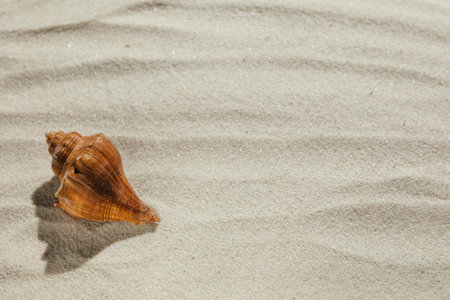 Background of light beach sand and a shadow from a palm tree with a place for text.