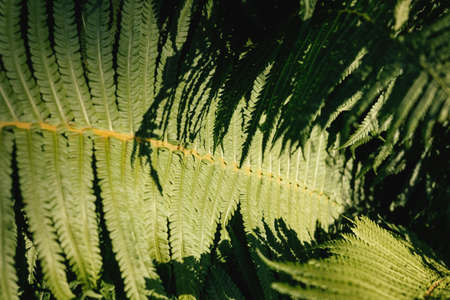 Juicy green bright leaf for medicine and industry green background.の写真素材