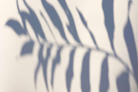 The shadow of the plant on a light background with space for text.