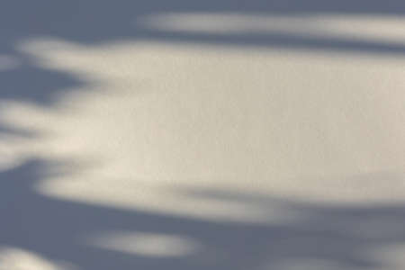 The shadow of the plant on a light background with space for text.