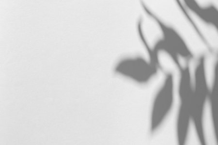 The shadow of the plant on a gray background with space for text.の写真素材