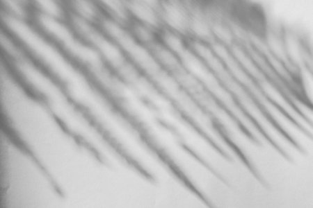 The shadow of the plant on a light background with space for text.