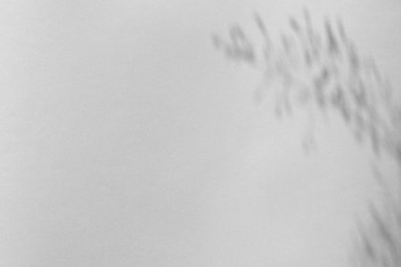 The shadow of the plant on a gray background with space for text.