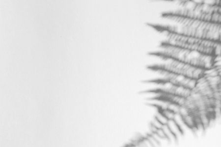 The shadow of the plant on a light background with space for text.