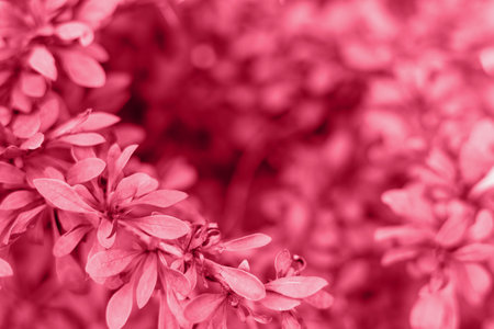 Juicy magenta bright barberry leaf for medicine and industry background. trendy color 2023.の写真素材