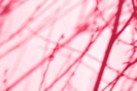 The shadow of the plant on a magenta background with space for text. trendy color 2023.の写真素材