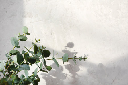 The shadow of the leaves on a gray background.の写真素材