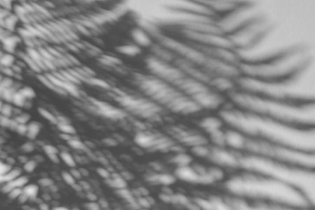 The shadow of the plant on a light background with space for text.