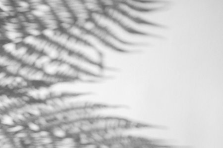 The shadow of the plant on a light background with space for text.の写真素材