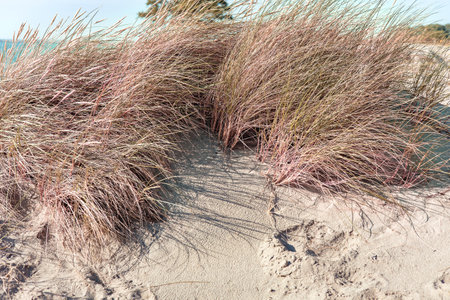 Sandy background with shadows from tall grass on a sunny day.の写真素材