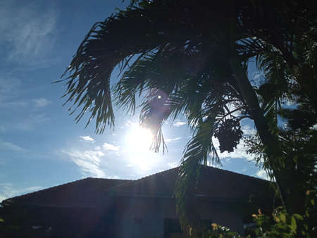 Sillhouette of Palm Trees and House Roof on the morning with cloudy blue skyの写真素材