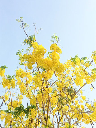 Blooming Cassia Fistula Flower on a Branch, with Clear Sky