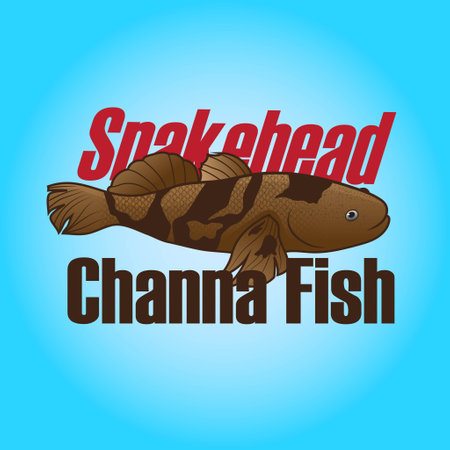 Illustration gold fish vector hand drawn for picture book education in schoolのイラスト素材