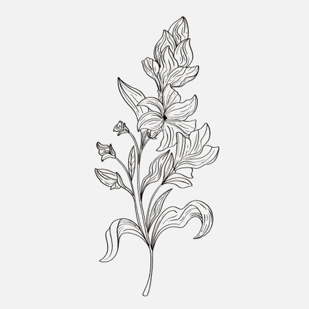 coloring pages of beautiful lily flowers printables. Outline Lilies . Black and white page for coloring book. Anti-stress coloring. Line art flowersのイラスト素材