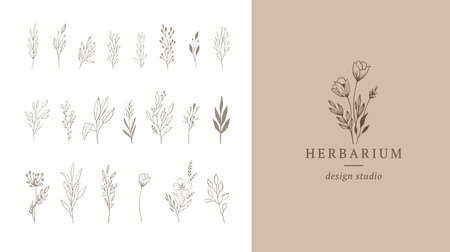 Botanical elegant, delicate hand drawn elements, minimalist modern style. Vector illustrationsのイラスト素材