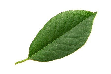 Green tree leaves summer nature isolated white backgroundの写真素材