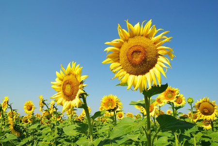 field of sunflowers and blue sun skyの写真素材