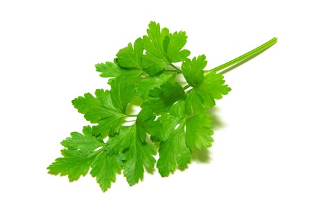 fresh herbs parsley isolated on whiteの写真素材