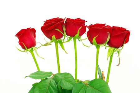 red roses on a white background with space for textの写真素材