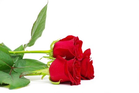 red roses on a white background with space for textの写真素材
