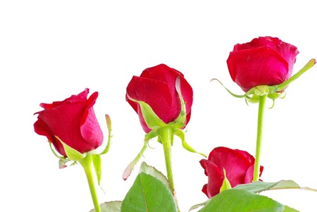 red roses on a white background with space for textの写真素材