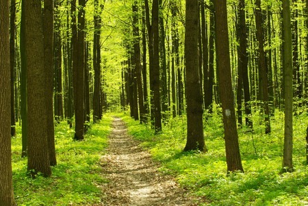 A sunny day in green forestの写真素材