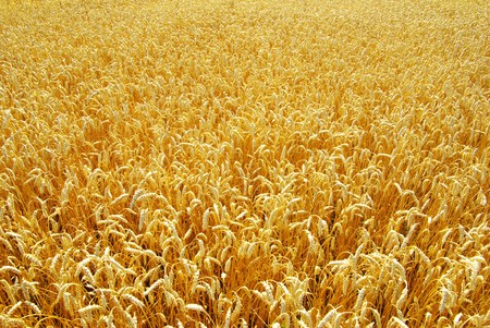 Fields of wheat at the end of summer fully ripeの写真素材