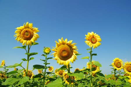 field of sunflowers and blue sun skyの写真素材