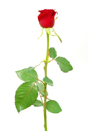 Red rose isolated on white backgroundの写真素材