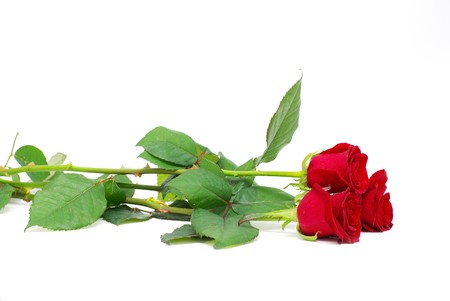 red roses on a white background with space for textの写真素材