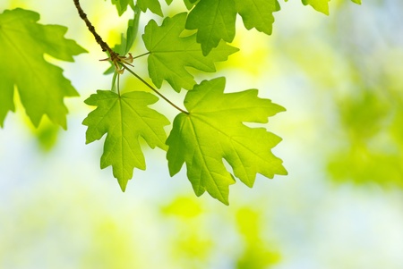 green leaves on the summer forestの写真素材