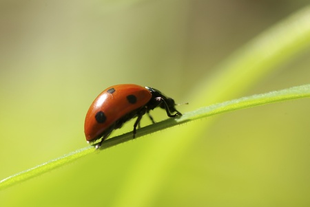  red ladybug which sits on a green leafの写真素材