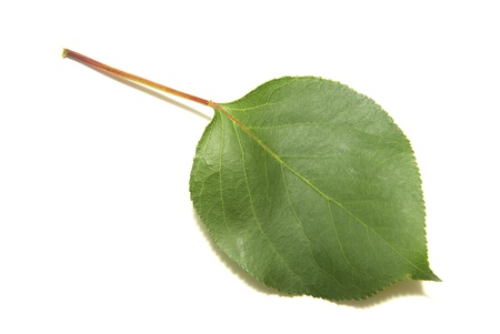 Green tree leaves summer nature isolated white background