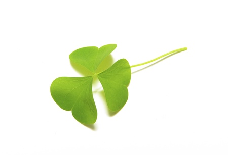 Green tree leaf summer nature isolated white background