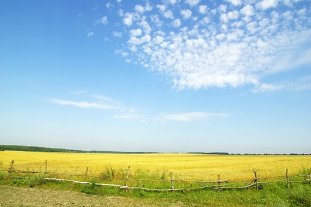 A field of golden wheat and blue skyの写真素材