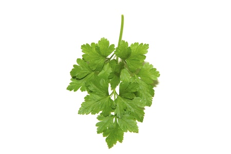 fresh herbs parsley isolated on whiteの写真素材