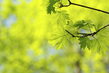 green leaves on the green backgroundsの写真素材